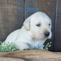 Jace , a male Labrador Retriever for sale in Apple Creek, OH – 2 of 5