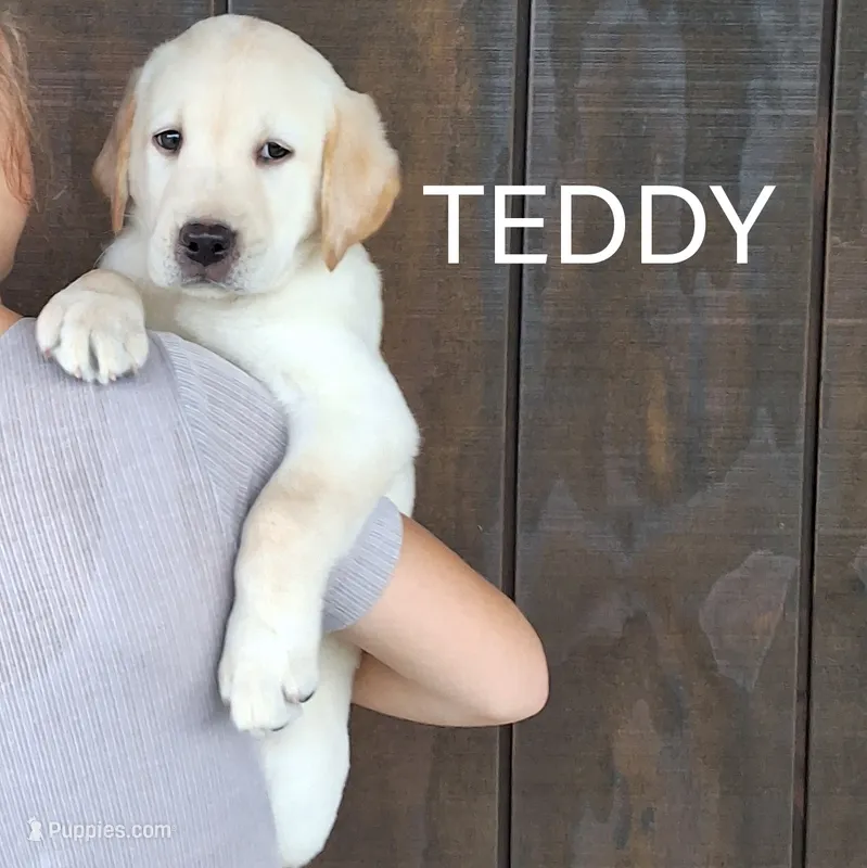 Teddy  – Labrador Retriever puppy for sale in Apple Creek, OH