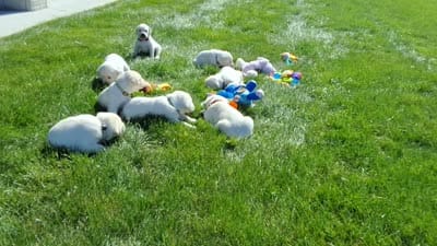 Ellie , a female Labrador Retriever for sale in Apple Creek, OH – 5 of 6