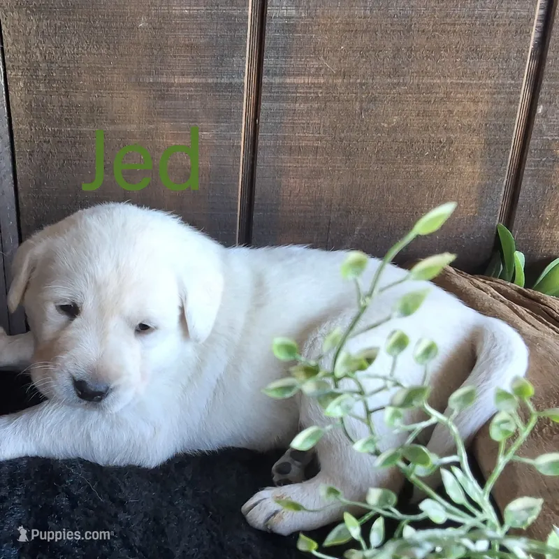 Jed – Labrador Retriever puppy for sale in Apple Creek, OH