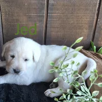 Jed, a male Labrador Retriever for sale in Apple Creek, OH – 1 of 7