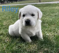 Riley, a male Labrador Retriever for sale in Apple Creek, OH – Photo 4 of 8