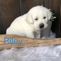 Riley, a male Labrador Retriever for sale in Apple Creek, OH – Photo 3 of 8