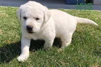 Riley, a male Labrador Retriever for sale in Apple Creek, OH – Photo 5 of 8