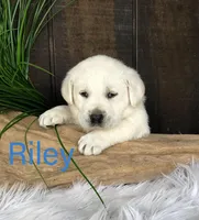 Riley, a male Labrador Retriever for sale in Apple Creek, OH – Photo 6 of 8