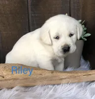 Riley, a male Labrador Retriever for sale in Apple Creek, OH – Photo 2 of 8