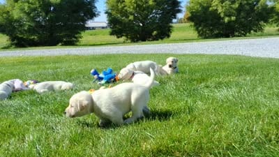 Kyra , a female Labrador Retriever for sale in Apple Creek, OH – 5 of 6