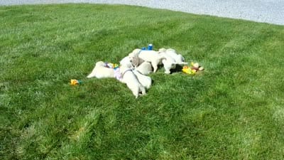 Mia , a female Labrador Retriever for sale in Apple Creek, OH – 7 of 7