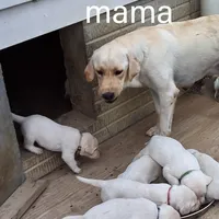Evie , a female Labrador Retriever for sale in Apple Creek, OH – 4 of 6