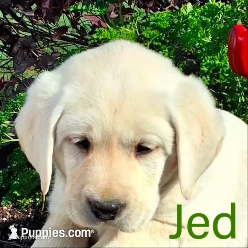 Jed – Labrador Retriever puppy for sale in Apple Creek, OH