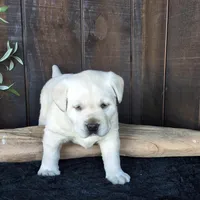Harris , a male Labrador Retriever for sale in Apple Creek, OH – Photo 10 of 10