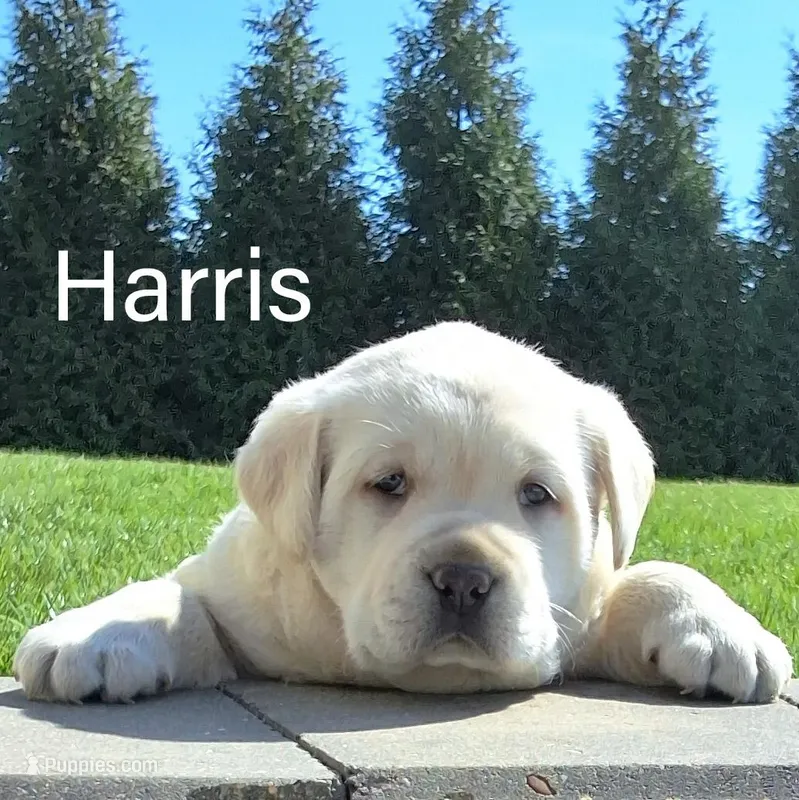 Harris  – Labrador Retriever puppy for sale in Apple Creek, OH