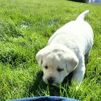 Harris , a male Labrador Retriever for sale in Apple Creek, OH – Photo 4 of 10