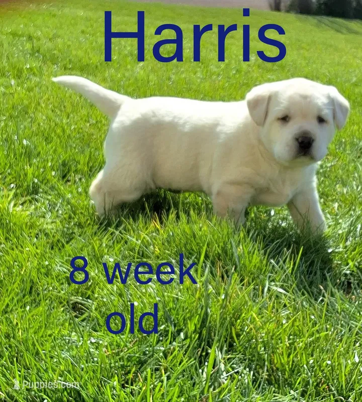 Harris  – Labrador Retriever puppy on hold in Apple Creek, OH