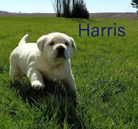 Harris , a male Labrador Retriever for sale in Apple Creek, OH – Photo 5 of 10