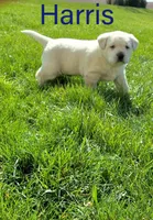 Harris , a male Labrador Retriever for sale in Apple Creek, OH – Photo 3 of 10