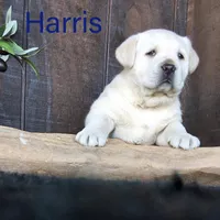 Harris , a male Labrador Retriever for sale in Apple Creek, OH – Photo 9 of 10