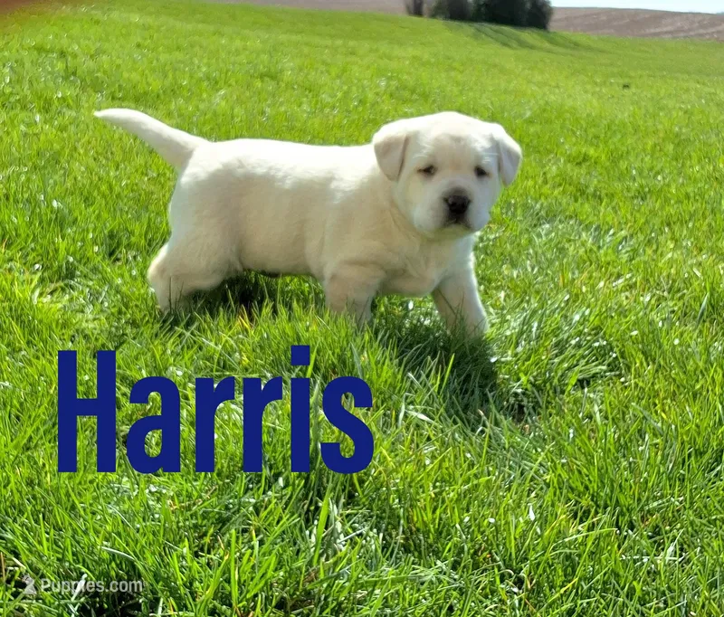 Harris  – Labrador Retriever puppy for sale in Apple Creek, OH