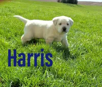Harris , a male Labrador Retriever for sale in Apple Creek, OH – Photo 2 of 10