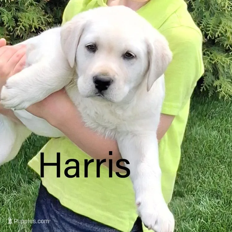 Harris  – Labrador Retriever puppy for sale in Apple Creek, OH