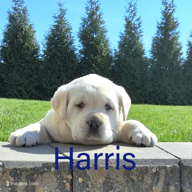 Harris  – Labrador Retriever puppy for sale in Apple Creek, OH