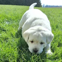 Harris , a male Labrador Retriever for sale in Apple Creek, OH – Photo 6 of 10