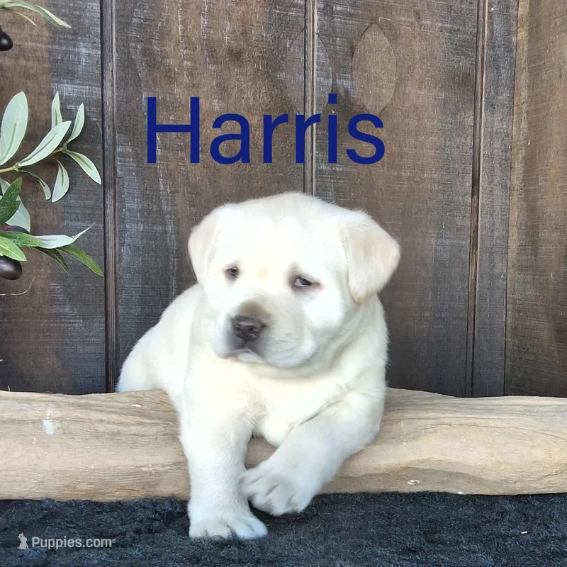 Harris  – Labrador Retriever puppy for sale in Apple Creek, OH