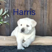 Harris , a male Labrador Retriever for sale in Apple Creek, OH – Photo 8 of 10