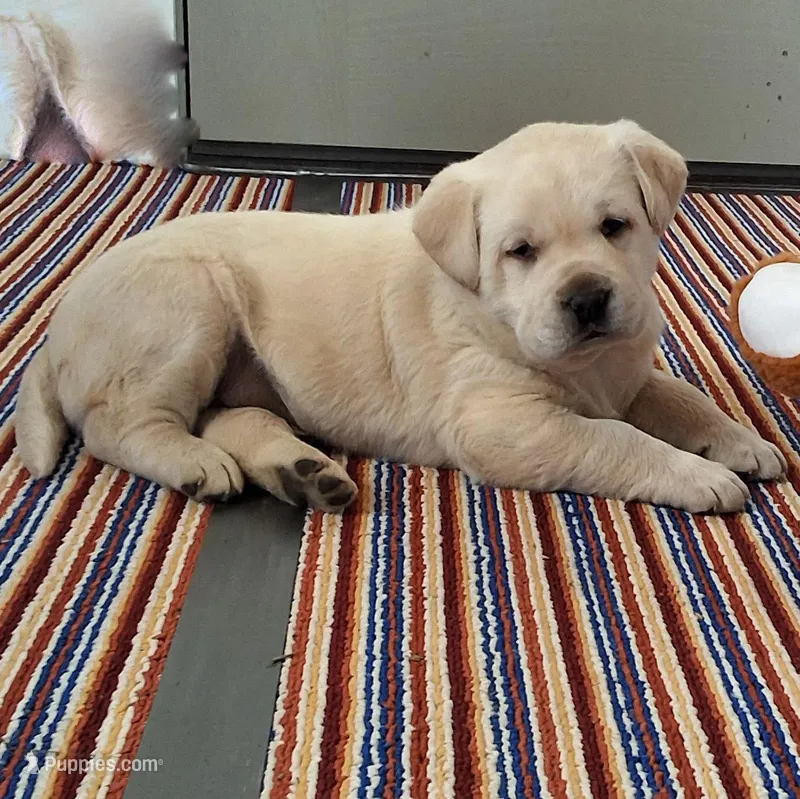 Harris , a male Labrador Retriever for sale in Apple Creek, OH – Photo 1 of 10