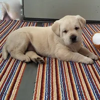Harris , a male Labrador Retriever for sale in Apple Creek, OH – Photo 1 of 10