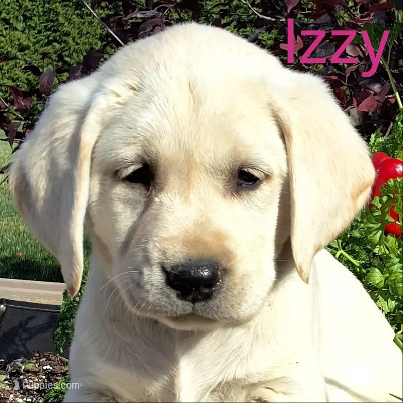 Izzy  – Labrador Retriever puppy for sale in Apple Creek, OH
