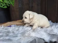 Grape, a female Labrador Retriever for sale in Apple Creek, OH – Photo 4 of 9