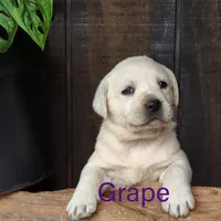 Grape, a female Labrador Retriever for sale in Apple Creek, OH – Photo 2 of 9