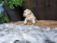 Grape, a female Labrador Retriever for sale in Apple Creek, OH – Photo 9 of 9