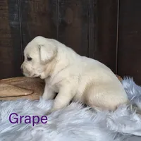 Grape, a female Labrador Retriever for sale in Apple Creek, OH – Photo 1 of 9