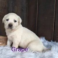 Grape, a female Labrador Retriever for sale in Apple Creek, OH – Photo 3 of 9