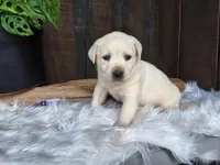Grape, a female Labrador Retriever for sale in Apple Creek, OH – Photo 6 of 9
