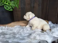Grape, a female Labrador Retriever for sale in Apple Creek, OH – Photo 5 of 9