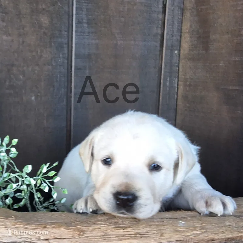 Ace  – Labrador Retriever puppy for sale in Apple Creek, OH