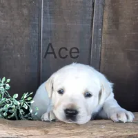 Ace , a male Labrador Retriever for sale in Apple Creek, OH – 1 of 6