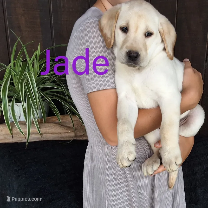 Jade  – Labrador Retriever puppy for sale in Apple Creek, OH