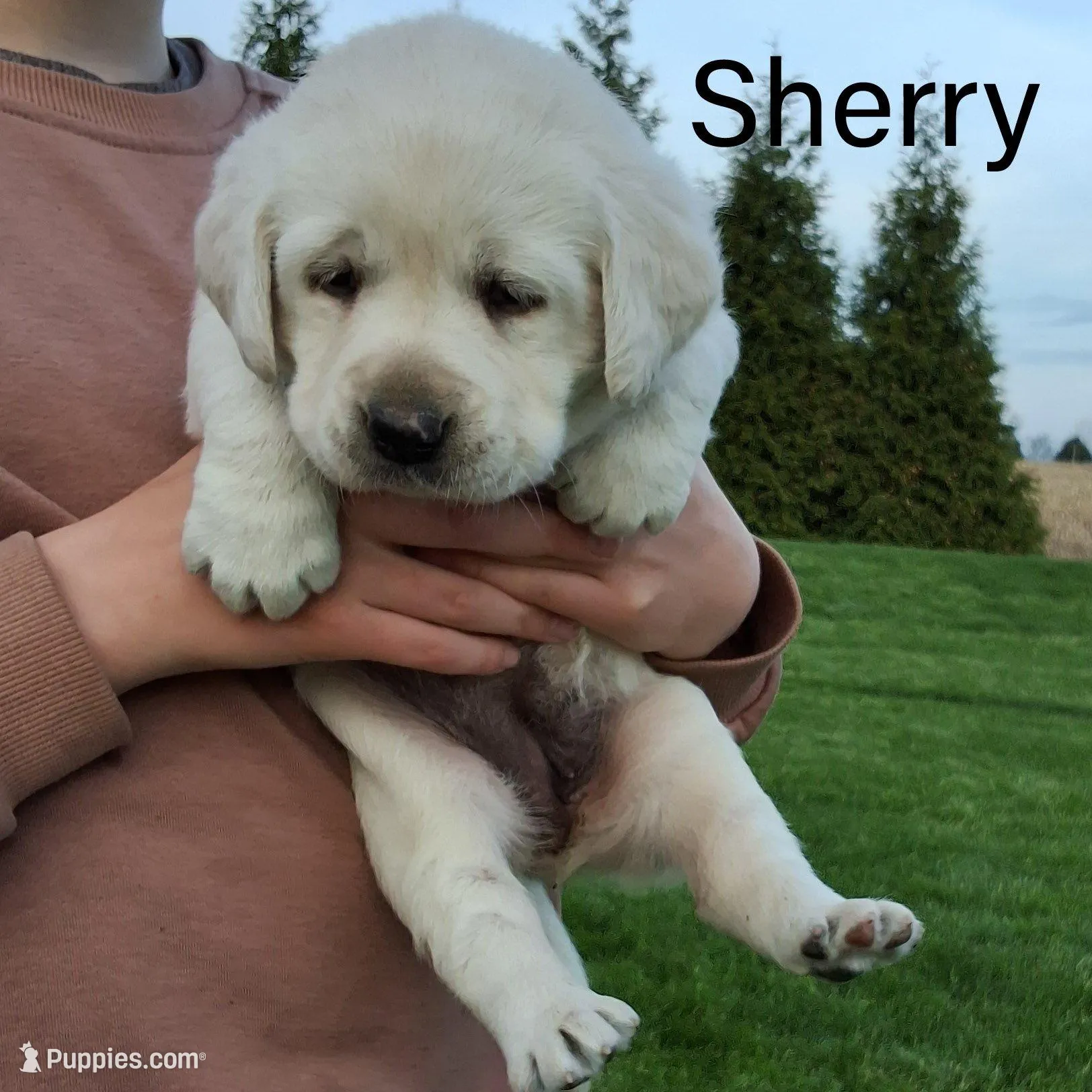 Sherry  , a female Labrador Retriever for sale in Apple Creek, OH – 4 of 6