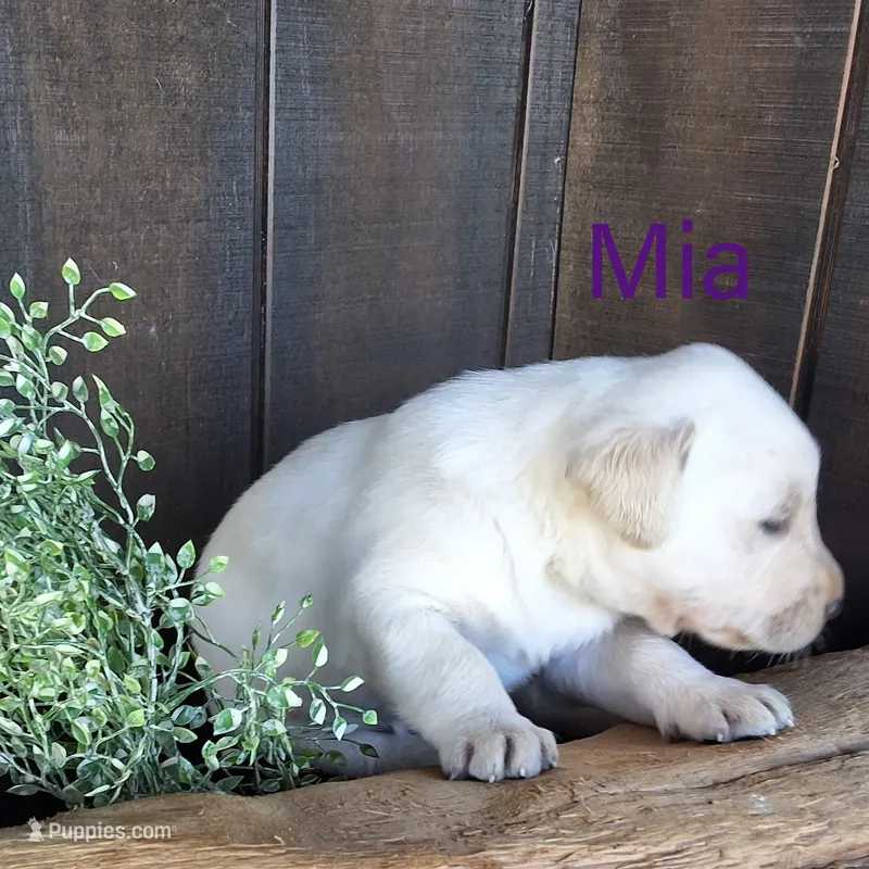 Mia  – Labrador Retriever puppy for sale in Apple Creek, OH