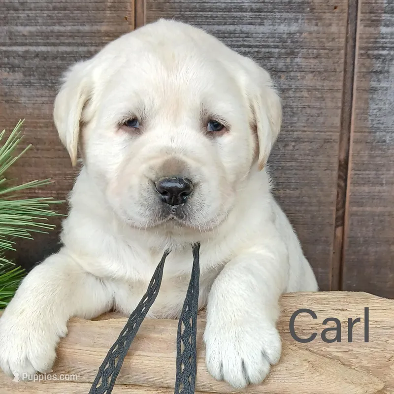 Carl, a male Labrador Retriever for sale in Apple Creek, OH – Photo 1 of 10
