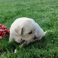 Carl, a male Labrador Retriever for sale in Apple Creek, OH – Photo 7 of 10