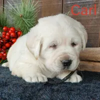 Carl, a male Labrador Retriever for sale in Apple Creek, OH – Photo 2 of 10
