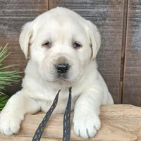 Carl, a male Labrador Retriever for sale in Apple Creek, OH – Photo 4 of 10