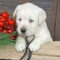 Carl, a male Labrador Retriever for sale in Apple Creek, OH – Photo 6 of 10