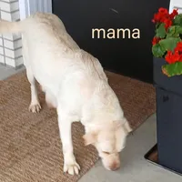 Carl, a male Labrador Retriever for sale in Apple Creek, OH – Photo 10 of 10