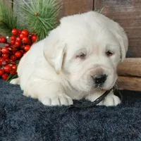 Carl, a male Labrador Retriever for sale in Apple Creek, OH – Photo 8 of 10